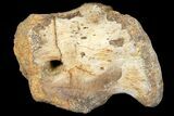 Fossil Hadrosaur Coracoid - Alberta (Disposition #-) #134519-1